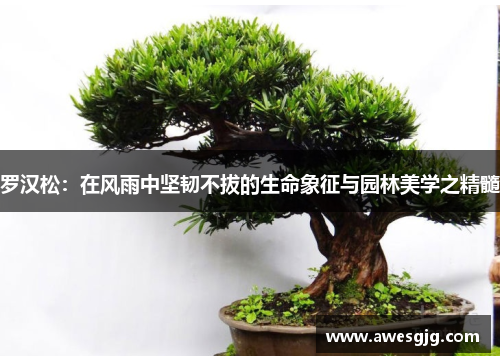 罗汉松：在风雨中坚韧不拔的生命象征与园林美学之精髓